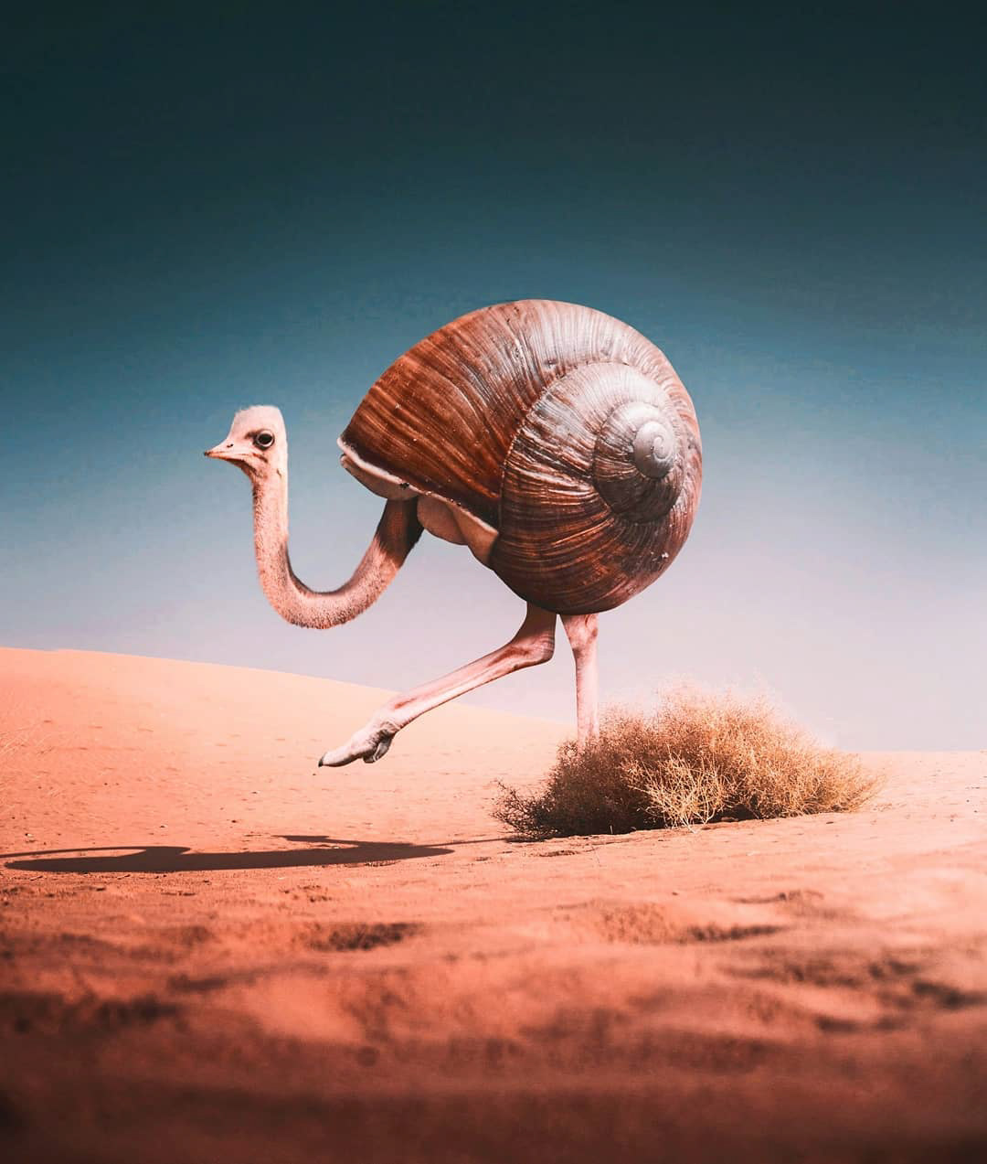 Ostrich composite